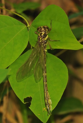 Male, teneral
2014_06_07_Floyd
